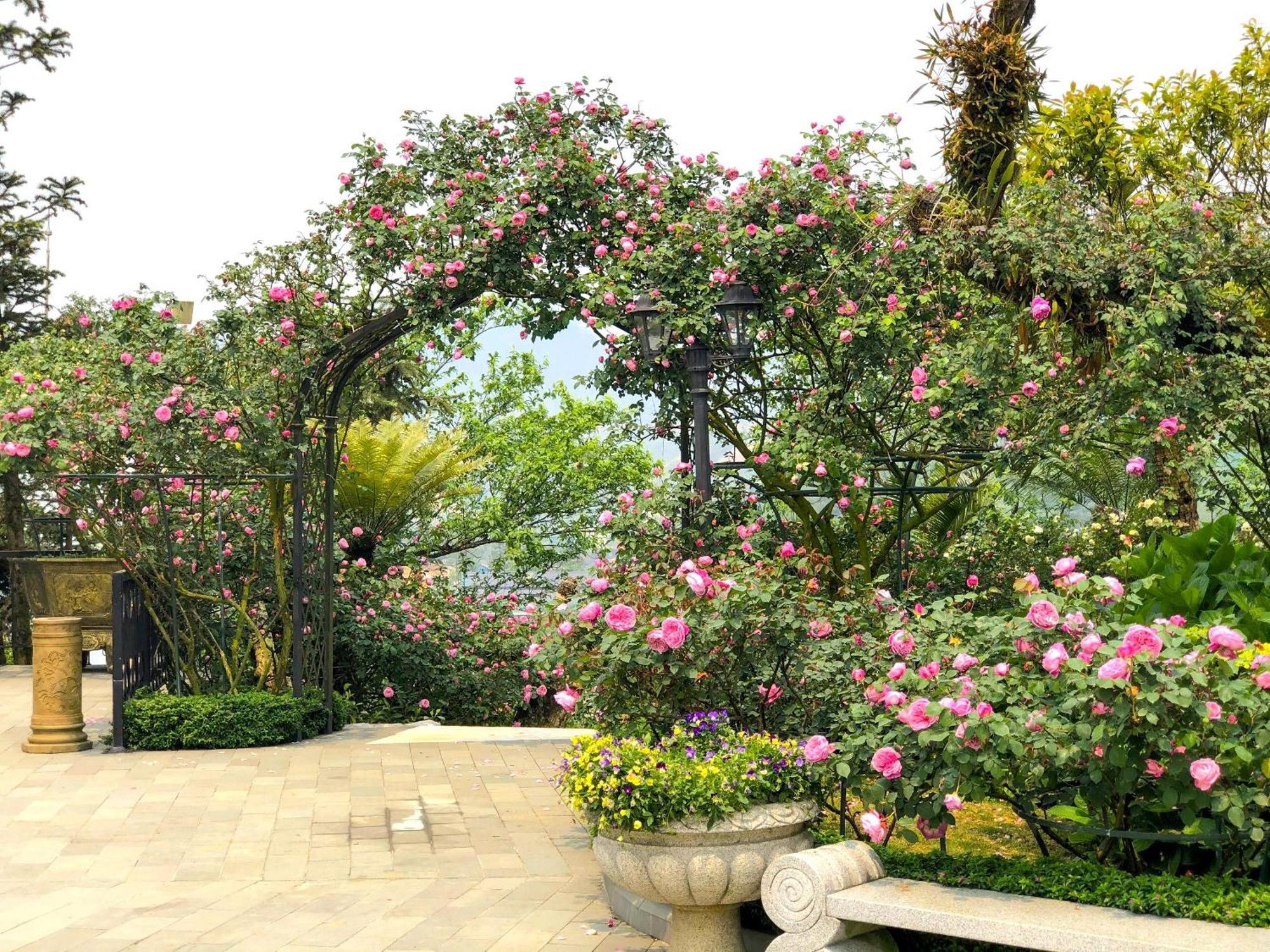 Silk Path Grand Sapa Resort & Spa Exteriör bild Rose Garden